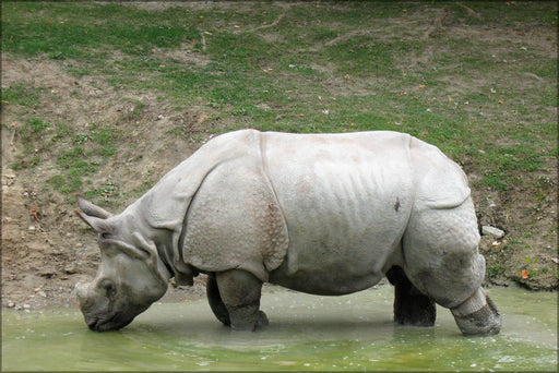 Poster, Many Sizes Available; Indian Rhinoceros At Toronto Zoo 1