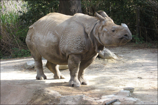 Poster, Many Sizes Available; Indian Rhinoceros Cincinnati Zoo