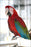 Poster, Many Sizes Available; Green Winged Macaw At Cougar Mountain Zoological Park