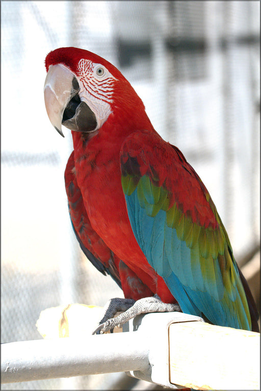 Poster, Many Sizes Available; Green Winged Macaw At Cougar Mountain Zoological Park