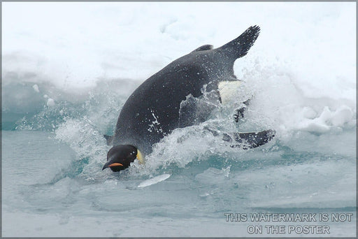 Poster, Many Sizes Available; Emperor Penguin Dives Into The Water Somewhere In Antarctica