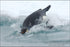 Poster, Many Sizes Available; Emperor Penguin Dives Into The Water Somewhere In Antarctica