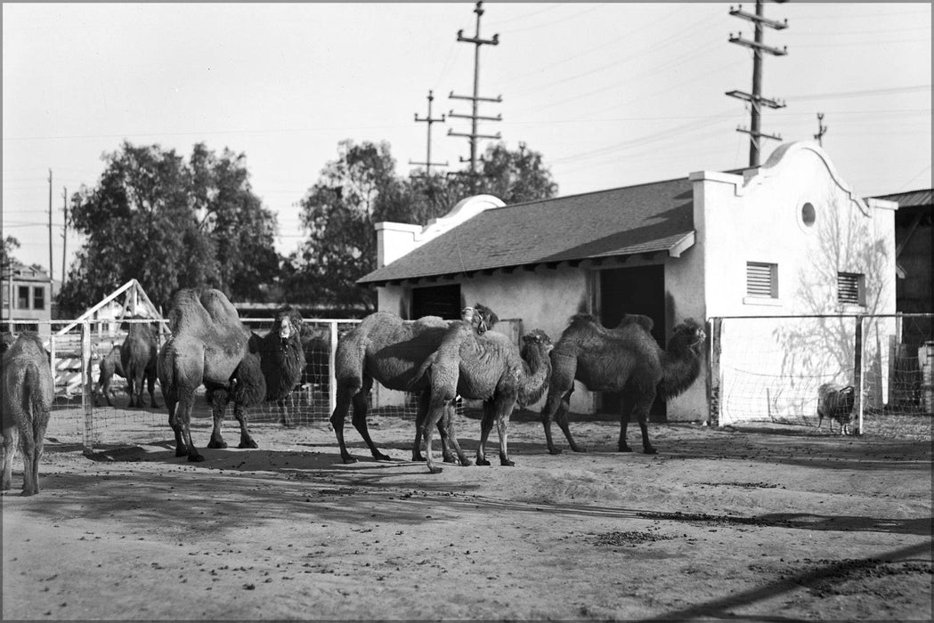 Poster, Many Sizes Available; Group Of Camels At The Los Angeles Zoo, Ca.1920 (Chs-9747) #031715