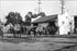 Poster, Many Sizes Available; Group Of Camels At The Los Angeles Zoo, Ca.1920 (Chs-9747) #031715