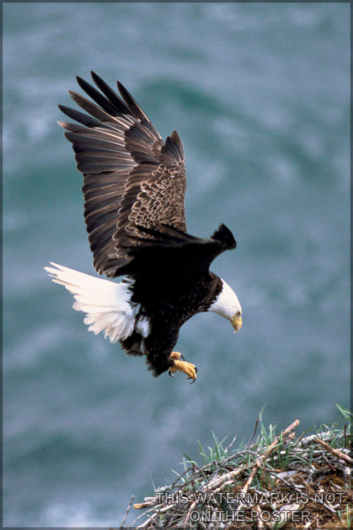 Poster, Many Sizes Available; Bald Eagle