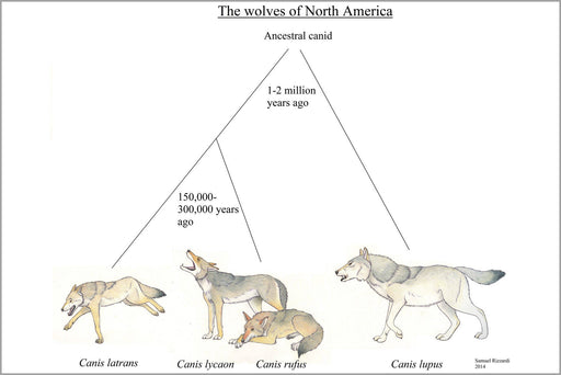 Poster, Many Sizes Available; Evolutionary Chart Of North American Canis, Wolf Wolves
