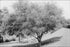 Poster, Many Sizes Available; Acacia Tree (Acacia Cyanophylla) On A Grassy Slope, Ca.1920 (-2727)