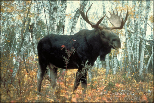 Poster, Many Sizes Available; Moose P1