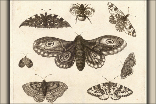 Poster, Many Sizes Available; Moth, Six Butterflies, And A Bee By Wenceslaus Hollar 17Th Cent