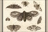 Poster, Many Sizes Available; Moth, Six Butterflies, And A Bee By Wenceslaus Hollar 17Th Cent