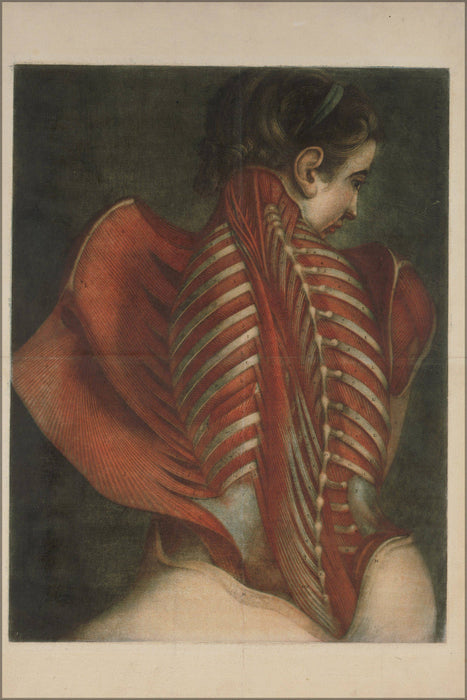 Poster, Many Sizes Available; Jacques Fabien Gautier Dagoty, French Muscles Of The Back