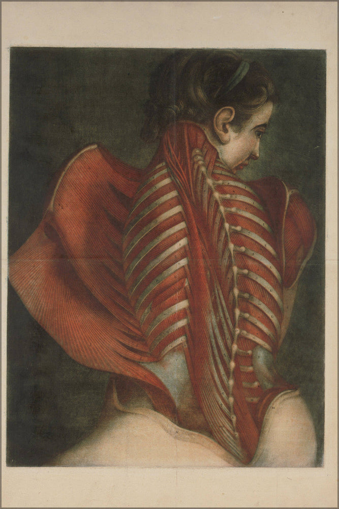 Poster, Many Sizes Available; Jacques Fabien Gautier Dagoty, French Muscles Of The Back