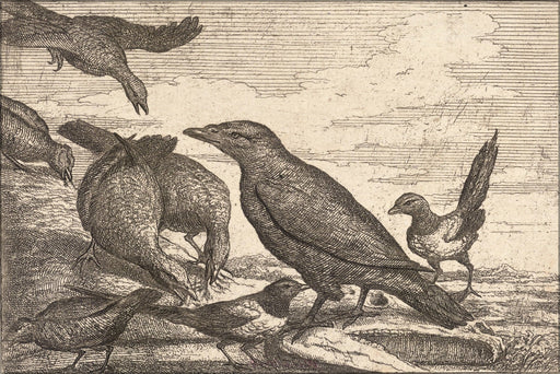 Poster, Many Sizes Available; Raven, Crows And Magpies By Wenceslaus Hollar 17Th Cent