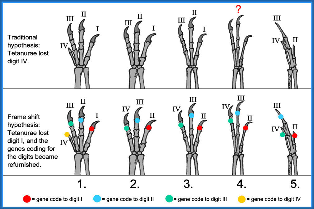 Poster, Many Sizes Available; Hands Of Dinosaurs Compared To Hands Of Birds