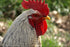 Poster, Many Sizes Available; Rooster