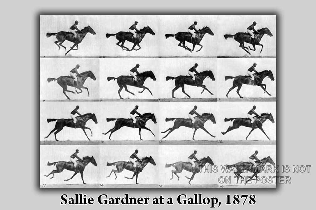 Poster, Many Sizes Available; Sallie Gardner At A Gallop Eadweard Muybridge 1878