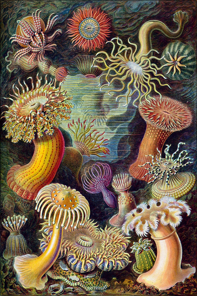 Poster, Many Sizes Available; Sea Anemones Classified As Actiniae. By Ernst Haeckel C1904