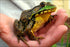 Poster, Many Sizes Available; North American Green Frog (Rana Clamitans)