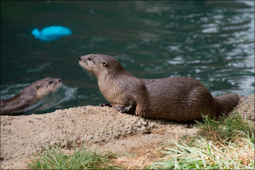 Poster, Many Sizes Available; North American River Otter (Lontra Canadensis)