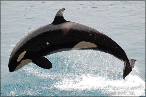 Poster, Many Sizes Available; Killer Whale (Orcinus Orca), Commonly Referred To As The Orca,