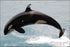 Poster, Many Sizes Available; Killer Whale (Orcinus Orca), Commonly Referred To As The Orca,