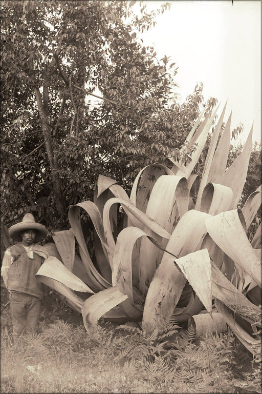 Poster, Many Sizes Available; Agave Mirabilis, Las Vigas, Mexico 1903 Mobot Gpn 1982 0457