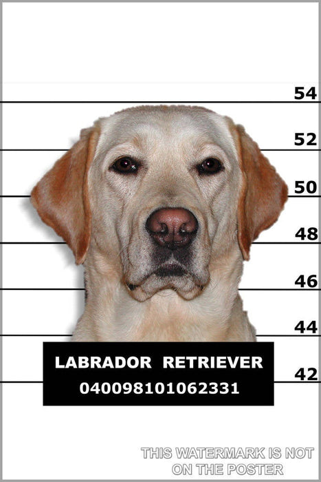 Poster, Many Sizes Available; Labrador Retriever