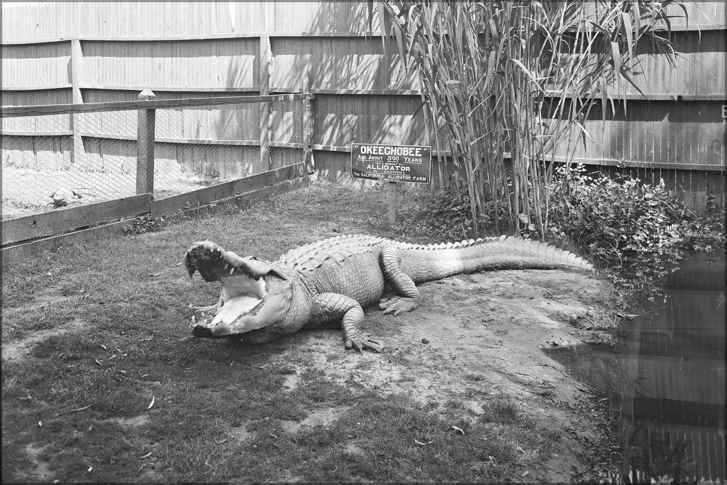 Poster, Many Sizes Available; Okeechobee In Its Pen At The California Alligator Farm In Los Angeles, California, Ca.1900 (6304) #031215