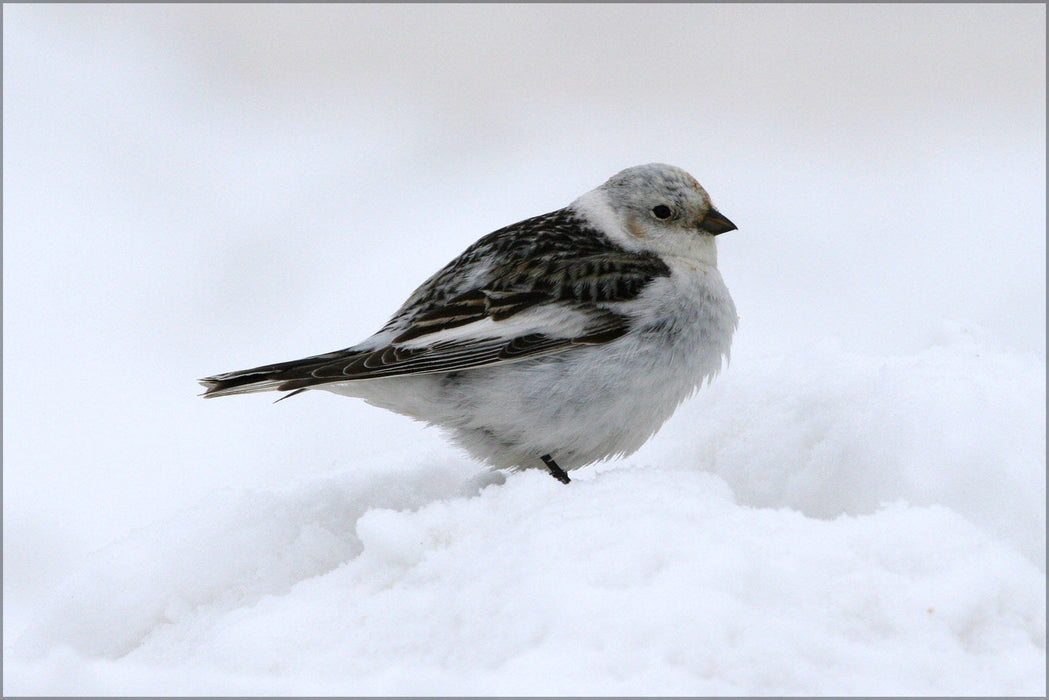 Poster, Many Sizes Available; Snow Bunting Bird