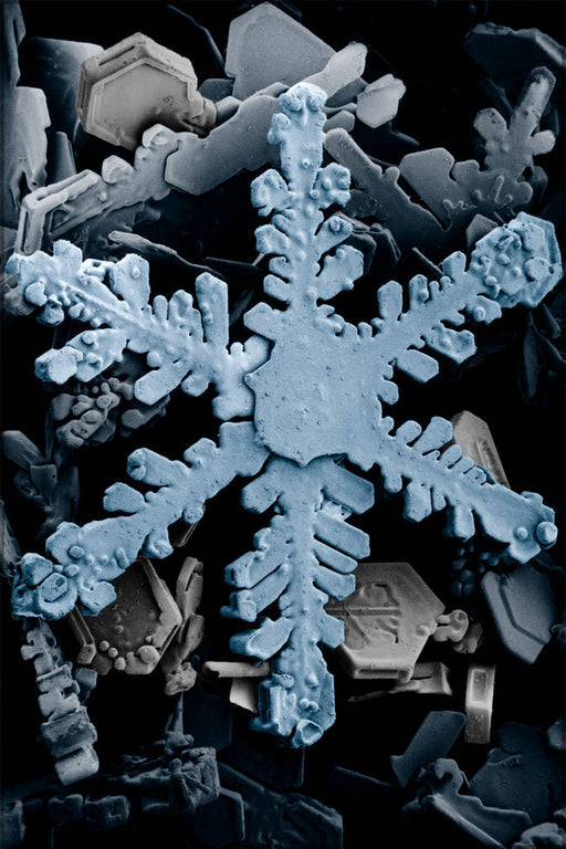 Poster, Many Sizes Available; Snowflake Through Electron Microscope P2