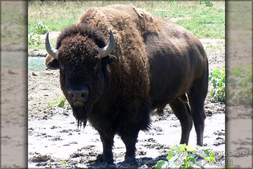 Poster, Many Sizes Available; Bison Bull In Nebraska