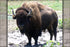 Poster, Many Sizes Available; Bison Bull In Nebraska