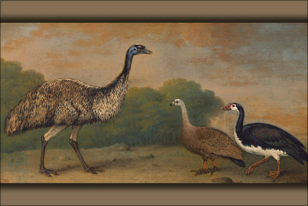 Poster, Many Sizes Available; Henry Bernard Chalon Emu, Cape Barren Goose And Magpie Goose 1813