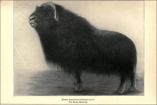 Poster, Many Sizes Available; Black Musk Ox Illustration 1905