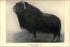 Poster, Many Sizes Available; Black Musk Ox Illustration 1905