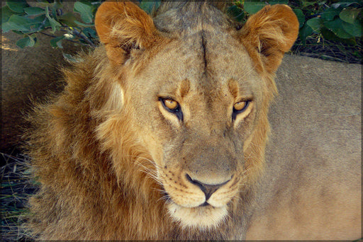 Poster, Many Sizes Available; Lion In Chobe National Park, Botswana