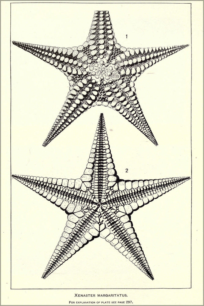 Poster, Many Sizes Available; Paleozoic Stelleroidea Starfish Star Fish By Charles Schuchert