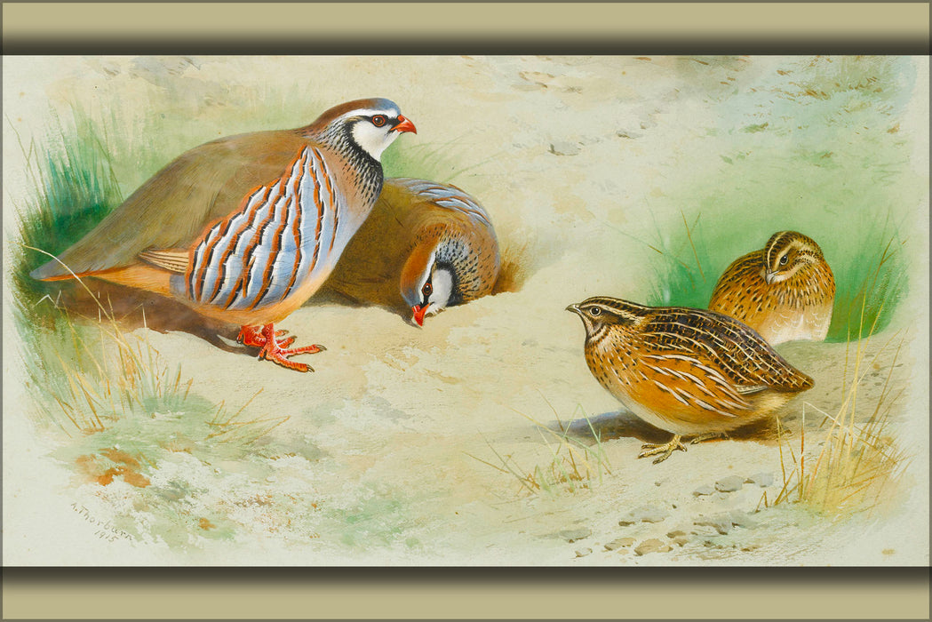 Poster, Many Sizes Available; French Partridge And Chicks By Archibald Thorburn 1915