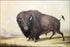 Poster, Many Sizes Available; Bull Buffalo George Catlin&#39;S Painting Of A Bull Buffalo. C1846