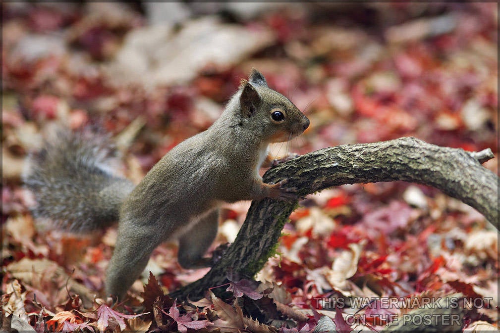 Poster, Many Sizes Available; Squirrel Japanese