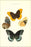 Poster, Many Sizes Available; Butterflies By William Edwards 1872