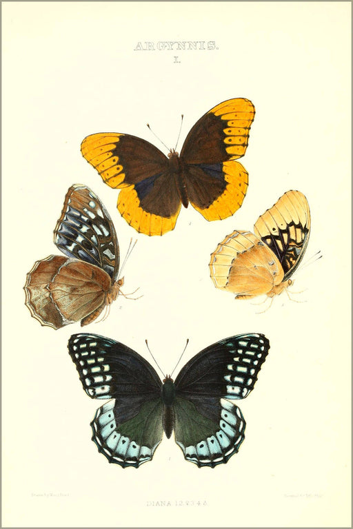 Poster, Many Sizes Available; Butterflies By William Edwards 1872