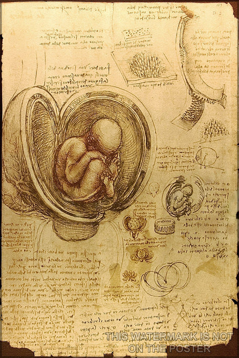 Poster, Many Sizes Available; Studies Of Embryos By Leonardo Da Vinci (Pen Over Red Chalk 1510-1513