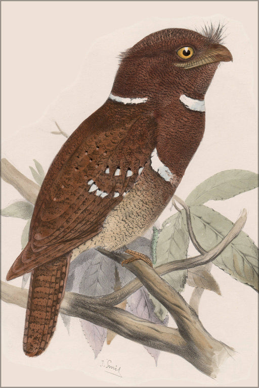 Poster, Many Sizes Available; Philippine Frogmouth) Batrachostomus Septimus By Joseph Smit