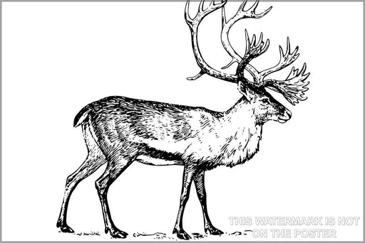 Poster, Many Sizes Available; Caribou Illustration