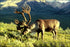 Poster, Many Sizes Available; Caribou In Alaska Reindeer