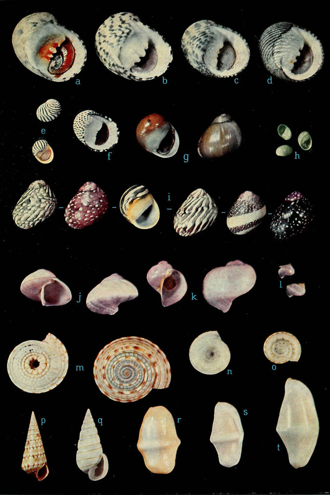 Poster, Many Sizes Available; American Seashells Sea Shells 1954