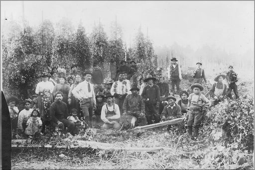 Poster, Many Sizes Available; Hop Pickers In The State Of Washington. Taken By Henry Haldane. Group Made Up Of Natives From Metlakahtla, Nas