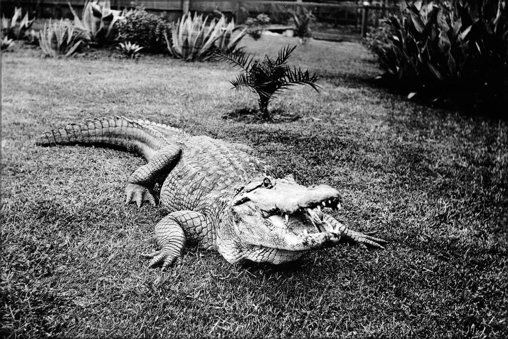 Poster, Many Sizes Available; An Alarmed Alligator In Its Pen At An Alligator Farm (Possibly The California Alligator Farm, Los Angeles), Ca