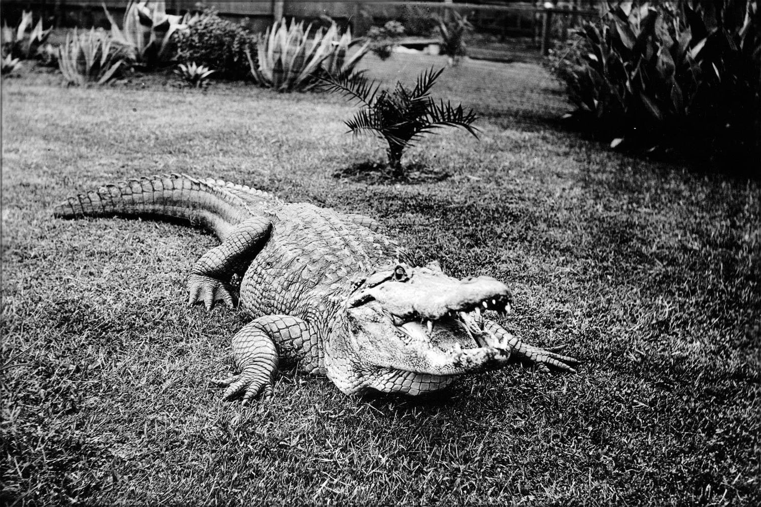 Poster, Many Sizes Available; An Alarmed Alligator In Its Pen At An Alligator Farm (Possibly The California Alligator Farm, Los Angeles), Ca